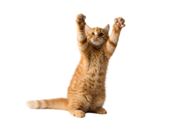 Playful ginger cat reaching up with paws on black backdrop