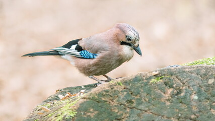 lilac breasted roller