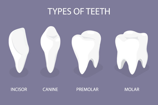 Teeth types set. Anatomical Incisor, canine, premolar and molar visual shape differences. 3d flat isometric vector illustration.
