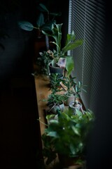 窓辺に並べた観葉植物の鉢