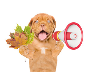Happy Mastiff puppy holds dry leaves and barking into the megaphone. Isolated on white background