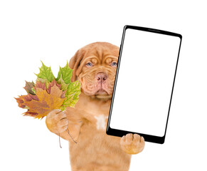 Sad Mastiff puppy holds dry colorful leaves and big smartphone with white blank screen in it paw. Isolated on white background. Empty space for text