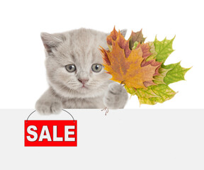 Cute tiny kitten holding dry colorful leaves in it paw and showing signboard with labeled "sale" above blank white banner. isolated on white background