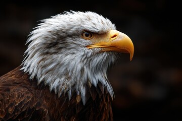 Obraz premium Bald eagle exhibits striking side profile showcasing unique feather texture and powerful beak against a dark background in a natural setting