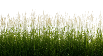 "A dense, vibrant green border of tall grass with lighter seed heads extends across the bottom of the frame against a transparet background."