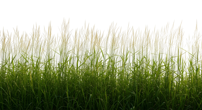 "A dense, vibrant green border of tall grass with lighter seed heads extends across the bottom of the frame against a transparet background."