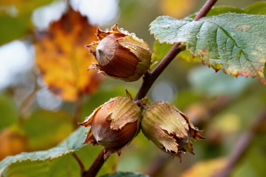 Ripe hazelnuts in their husks on a hazel tree branch, ready for harvest.