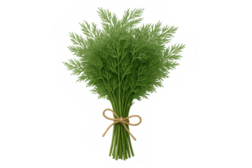 Fresh dill herb bunch with string bow on transparent background, adding flavor to healthy organic cooking and gourmet cuisine