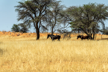 Two horses walking through dry yellow grass in an African savannah with scattered trees in a hot, arid landscape.