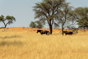 Two horses walking through dry yellow grass in an African savannah with scattered trees in a hot, arid landscape.