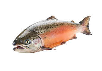 Fresh rainbow trout ready for gourmet seafood dishes