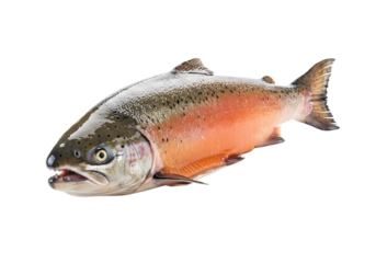 Fresh rainbow trout ready for gourmet seafood dishes