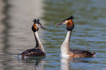 Haubentaucher (Podiceps cristatus)
