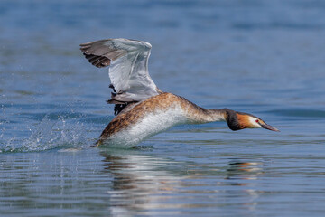 Fototapeta premium Haubentaucher (Podiceps cristatus)