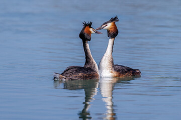 Haubentaucher (Podiceps cristatus)