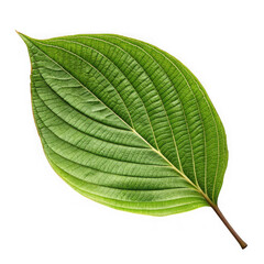 Single green leaf with detailed veins on black background