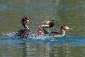 Haubentaucher (Podiceps cristatus)