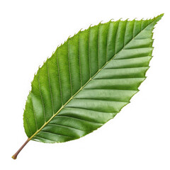 Single vibrant green leaf with serrated edges on a black background