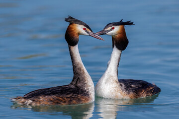 Haubentaucher (Podiceps cristatus)