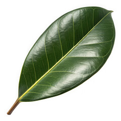 Single glossy green leaf with visible veins on a black background
