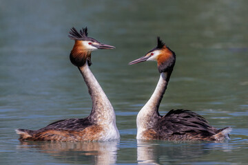 Haubentaucher (Podiceps cristatus)