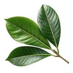 Three vibrant green jackfruit leaves on a dark background