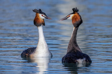 Haubentaucher (Podiceps cristatus)