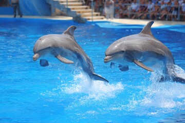 Fototapeta premium Two playful dolphins leap gracefully from the clear blue water in an exciting show.