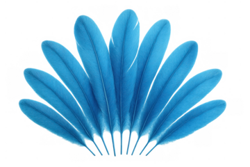 Blue feathers creating a decorative fan shape, delicate bird plumage, soft light texture, abstract isolated element