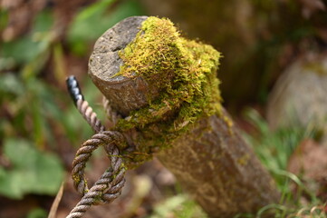 Mossy Wooden Post Tied with Rope, 苔むした木の杭と結ばれたロープ