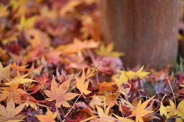 Carpet of Vibrant Autumn Maple Leaves, 鮮やかな紅葉の落ち葉の絨毯