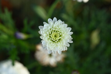 White Pom-Pom Chrysanthemum Flower, 上から見た白いポンポン咲きの菊