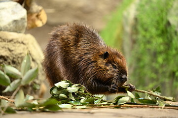 Beaver Chewing on a Green Branch, 葉のついた枝を噛むビーバー