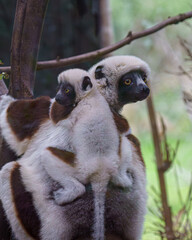 Obraz premium Backbound Bond: Lemur Mother and Young