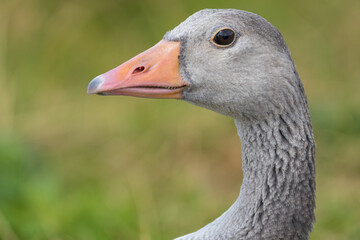 Fototapeta premium Focused Gaze: Goose in Soft Surroundings