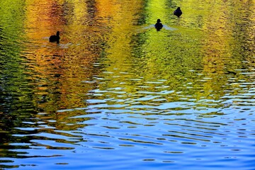 青空と紅葉の映り込む水辺に浮かぶ3羽の鴨
