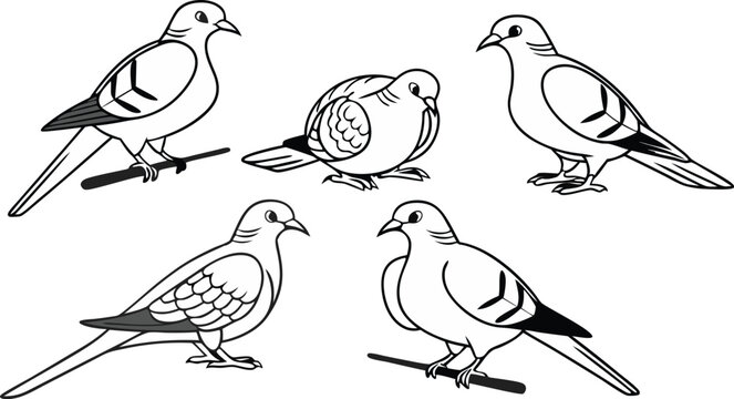 Collection of dove and pigeon line art. Simple bird outline drawing vector set for logo or design.