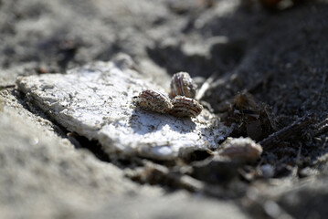 Snails eating polystyrene at italian beach. Gastropoda nutrition from polystyrene at mediterranean beach. Environment. Pollution.
