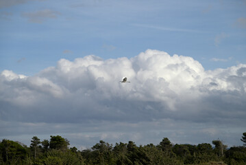 Little egret flying over italian beach. Egretta garzetta flying over Torre del lago beach. Cloudy background. Blue sky.