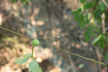 A close-up of a small green striped wild fruit hanging delicately from a vine, showcasing the simple beauty of nature’s.