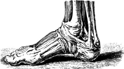 Foot anatomy illustration in vintage style, depicting detailed skeletal structure. This black and white vector illustration offers a clear outline.