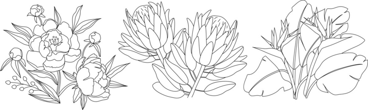 Peony flower, protea and strelitzia flower isolated on white background. Linear illustration of flowers.