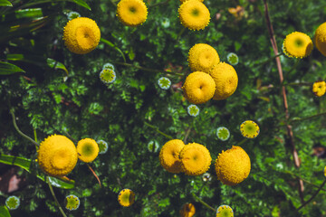 a photo of flowers taken in the Cape Town Biodiversity Park 
