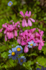 Obraz premium a photo of flowers taken in the Cape Town Biodiversity Park a photo of flowers taken in the Cape Town Biodiversity Park 