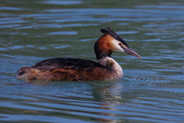 Haubentaucher (Podiceps cristatus)