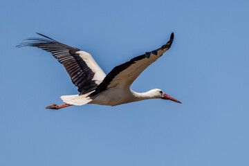 Obraz premium Weißstorch (Ciconia ciconia)