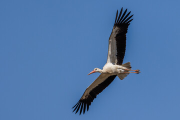 Weißstorch (Ciconia ciconia)