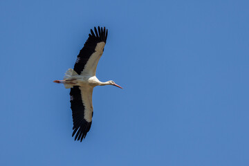 Weißstorch (Ciconia ciconia)