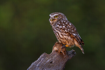 Steinkauz (Athene noctua)