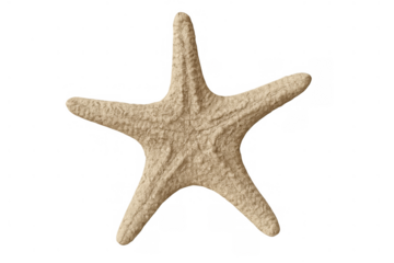 Starfish shell showing textured surface, isolated on transparent background, conveying summer, beach, and marine themes